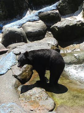 奥飛騨クマ牧場に投稿された画像（2020/9/3）