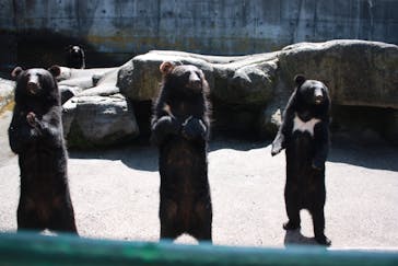 奥飛騨クマ牧場に投稿された画像（2020/9/3）