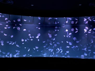 サンシャイン水族館に投稿された画像（2020/9/3）