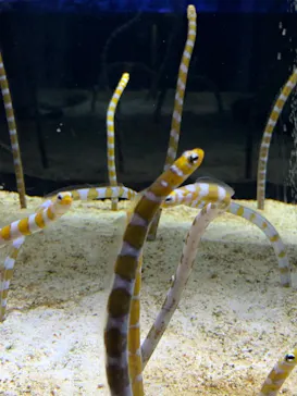 すみだ水族館に投稿された画像（2020/9/3）