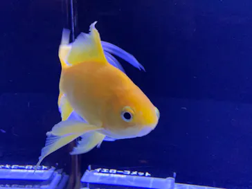 すみだ水族館に投稿された画像（2020/9/3）