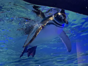 すみだ水族館に投稿された画像（2020/9/3）