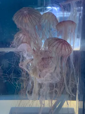 すみだ水族館に投稿された画像（2020/9/3）