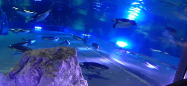 すみだ水族館に投稿された画像（2020/9/3）