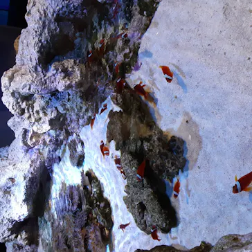 すみだ水族館に投稿された画像（2020/9/3）