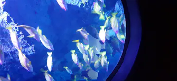 すみだ水族館に投稿された画像（2020/9/3）