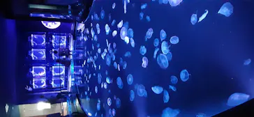 すみだ水族館に投稿された画像（2020/9/3）