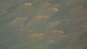 ダイビングショップ Sea Free（シーフリー）に投稿された画像（2020/9/3）