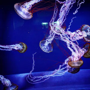 すみだ水族館に投稿された画像（2020/9/3）