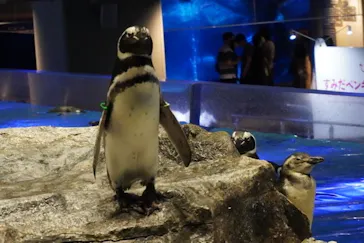 すみだ水族館に投稿された画像（2020/9/3）