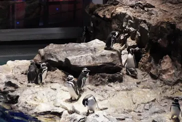 すみだ水族館に投稿された画像（2020/9/3）