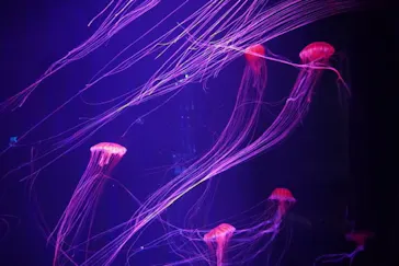 すみだ水族館に投稿された画像（2020/9/3）