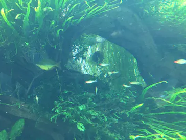 すみだ水族館に投稿された画像（2020/9/3）