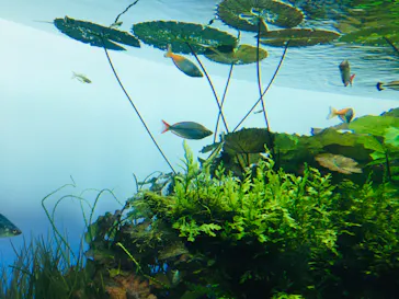 すみだ水族館に投稿された画像（2020/9/3）