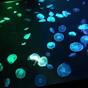 すみだ水族館に投稿された画像（2020/9/3）