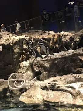 すみだ水族館に投稿された画像（2020/9/3）