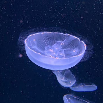 サンシャイン水族館に投稿された画像（2020/9/3）