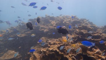 ダイビングショップ Sea Free（シーフリー）に投稿された画像（2020/9/4）