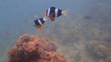 ダイビングショップ Sea Free（シーフリー）に投稿された画像（2020/9/4）