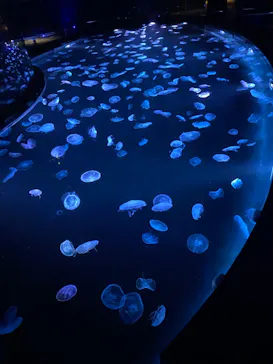 すみだ水族館に投稿された画像（2020/9/4）