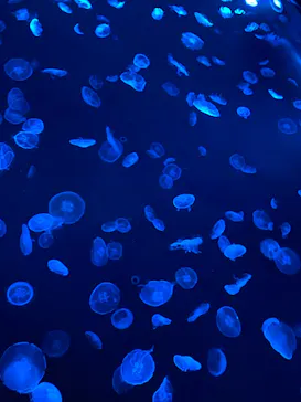 すみだ水族館に投稿された画像（2020/9/4）