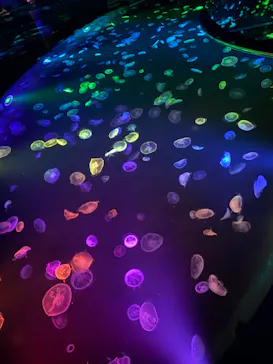 すみだ水族館に投稿された画像（2020/9/4）