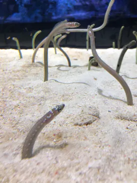 すみだ水族館に投稿された画像（2020/9/4）