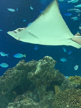 サンシャイン水族館に投稿された画像（2020/9/4）