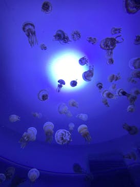 サンシャイン水族館に投稿された画像（2020/9/4）