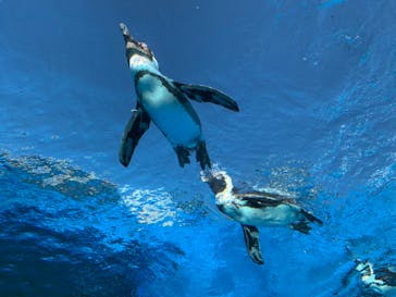 サンシャイン水族館に投稿された画像（2020/9/4）