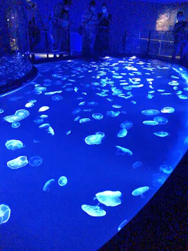 すみだ水族館に投稿された画像（2020/9/4）