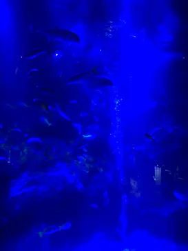 すみだ水族館に投稿された画像（2020/9/4）