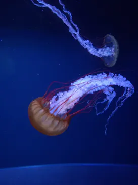 すみだ水族館に投稿された画像（2020/9/4）