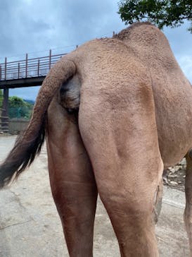 群馬サファリパークに投稿された画像（2020/9/5）