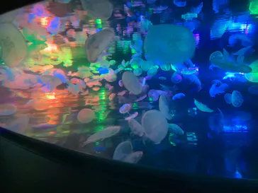 すみだ水族館に投稿された画像（2020/9/5）