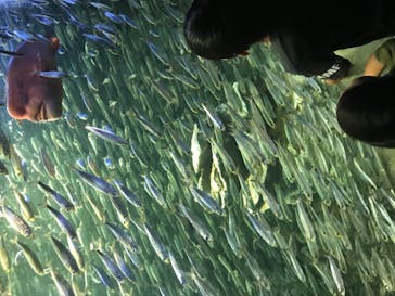 サンシャイン水族館に投稿された画像（2020/9/5）