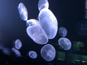 サンシャイン水族館に投稿された画像（2020/9/5）
