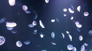 サンシャイン水族館に投稿された画像（2020/9/5）