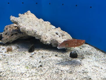 サンシャイン水族館に投稿された画像（2020/9/5）