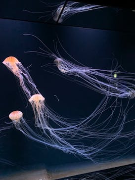 サンシャイン水族館に投稿された画像（2020/9/5）