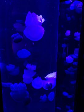 サンシャイン水族館に投稿された画像（2020/9/5）