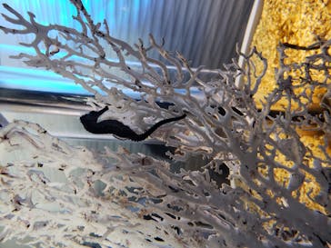 四国水族館に投稿された画像（2020/9/5）