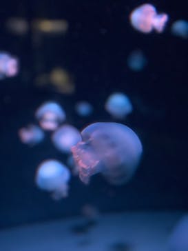 京都水族館に投稿された画像（2020/9/5）