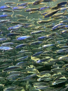 サンシャイン水族館に投稿された画像（2020/9/5）