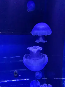 すみだ水族館に投稿された画像（2020/9/5）