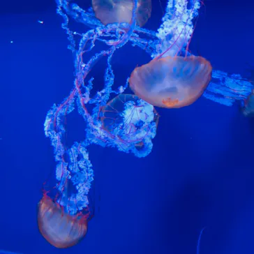 すみだ水族館に投稿された画像（2020/9/5）