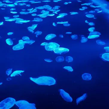 すみだ水族館に投稿された画像（2020/9/5）