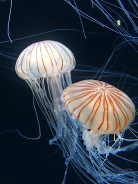 サンシャイン水族館に投稿された画像（2020/9/5）