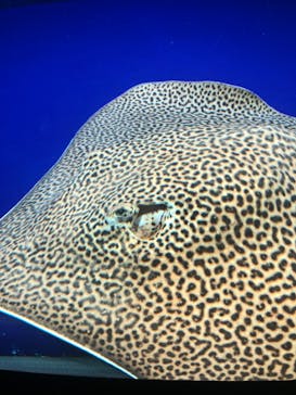 サンシャイン水族館に投稿された画像（2020/9/5）