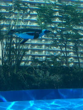 サンシャイン水族館に投稿された画像（2020/9/5）